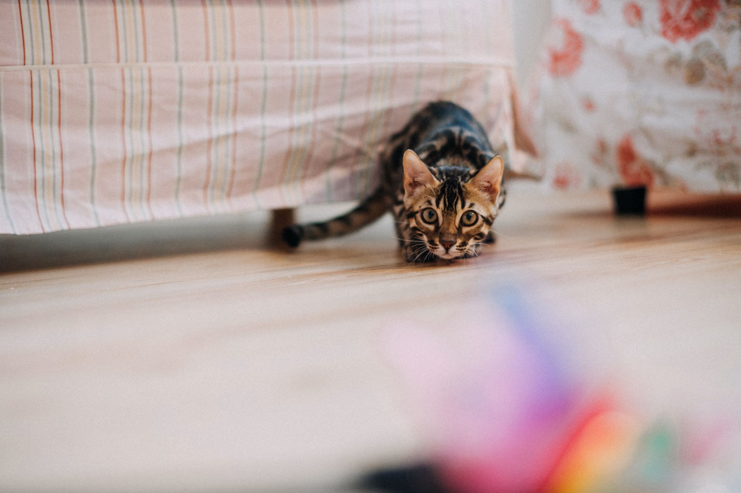 Cat stalking — stage 1 of the hunting cycle