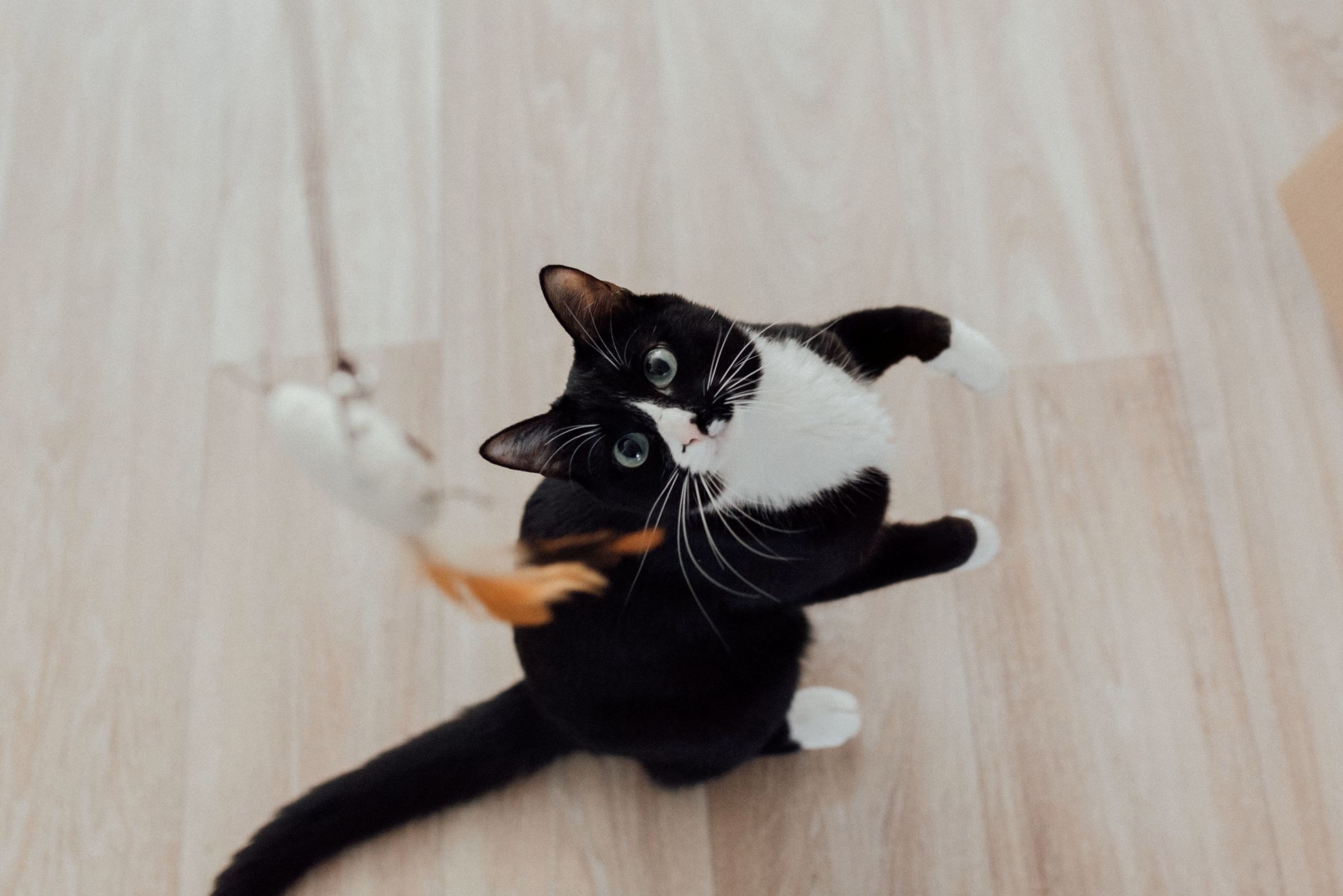 Calm satisfied cat — after a complete hunting session