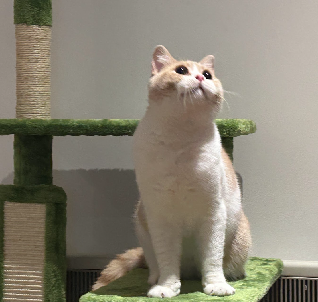 Cat gazing intently — the hunter's focus