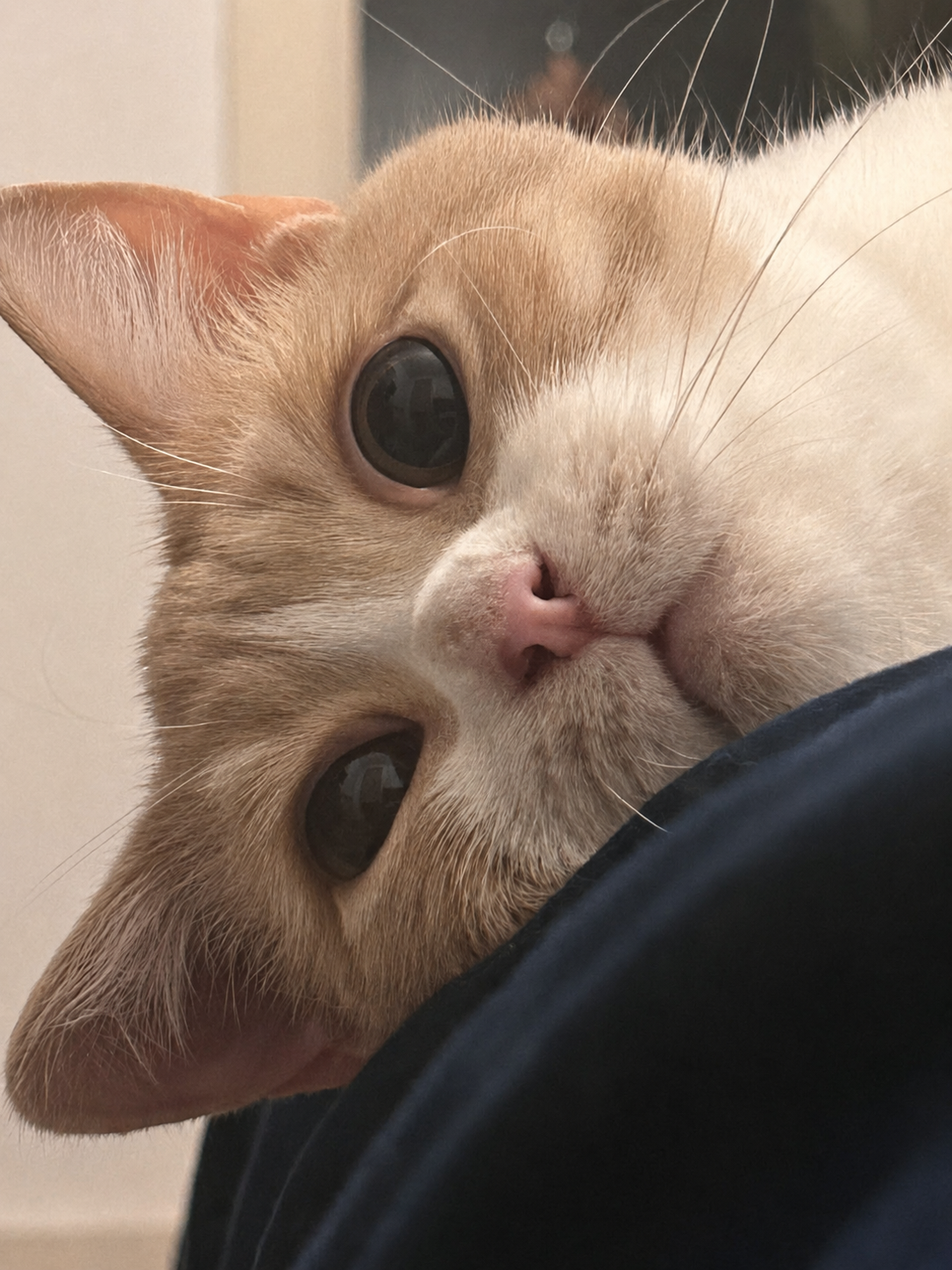 Dundun — the cat who started Pounce