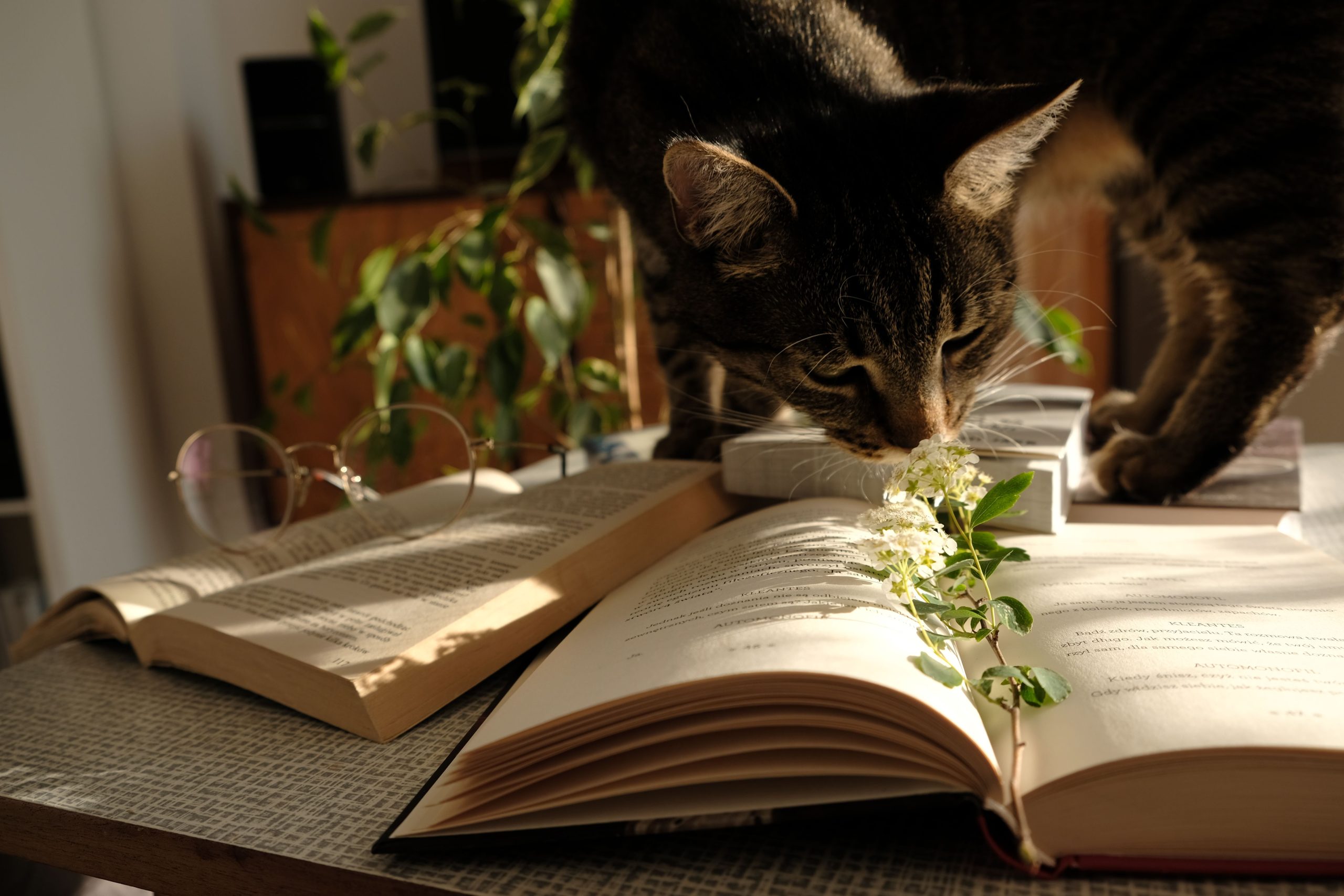 Cat mid-pounce — the hunting instinct in action
