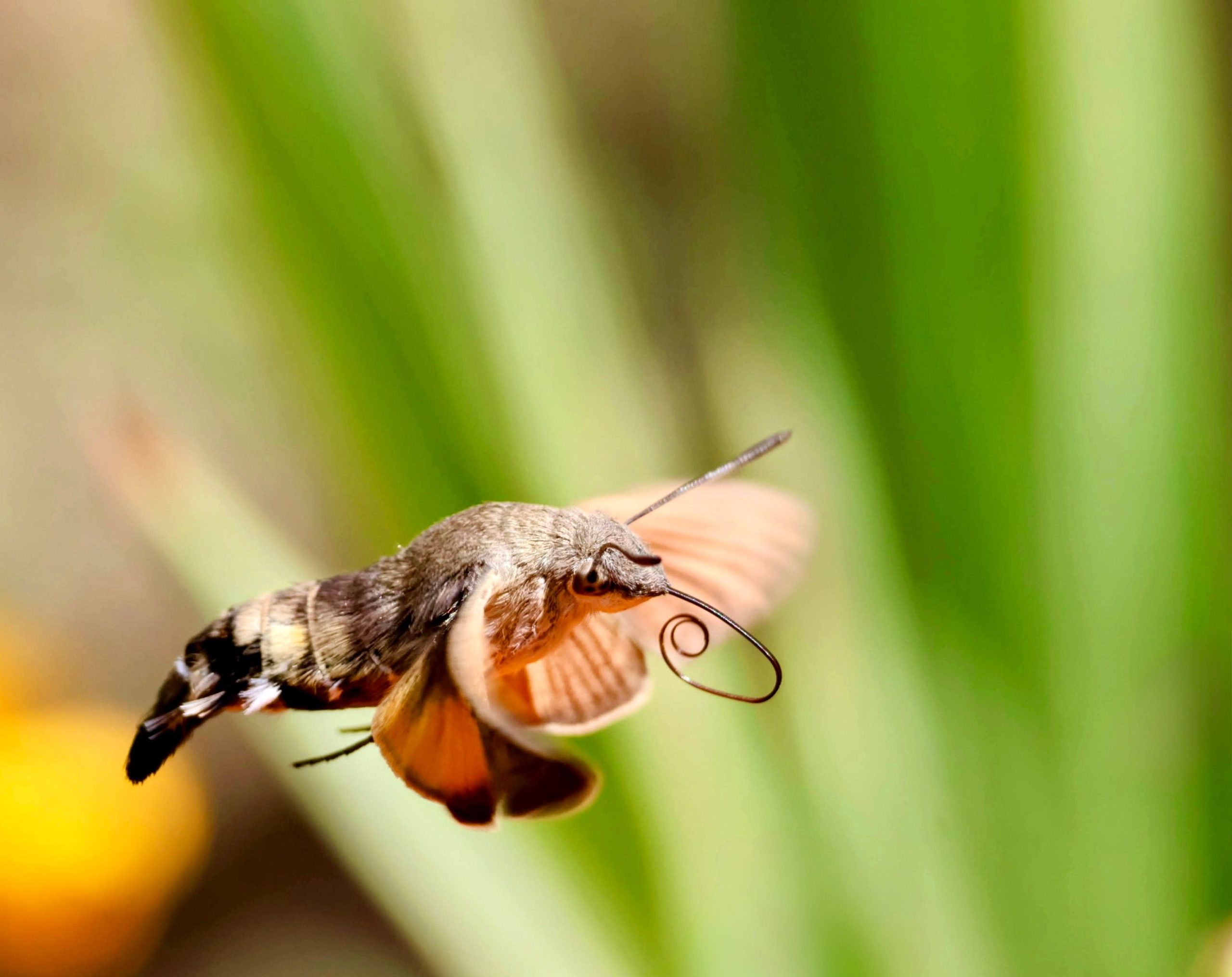 Flyer attachment — erratic mid-air insect movement