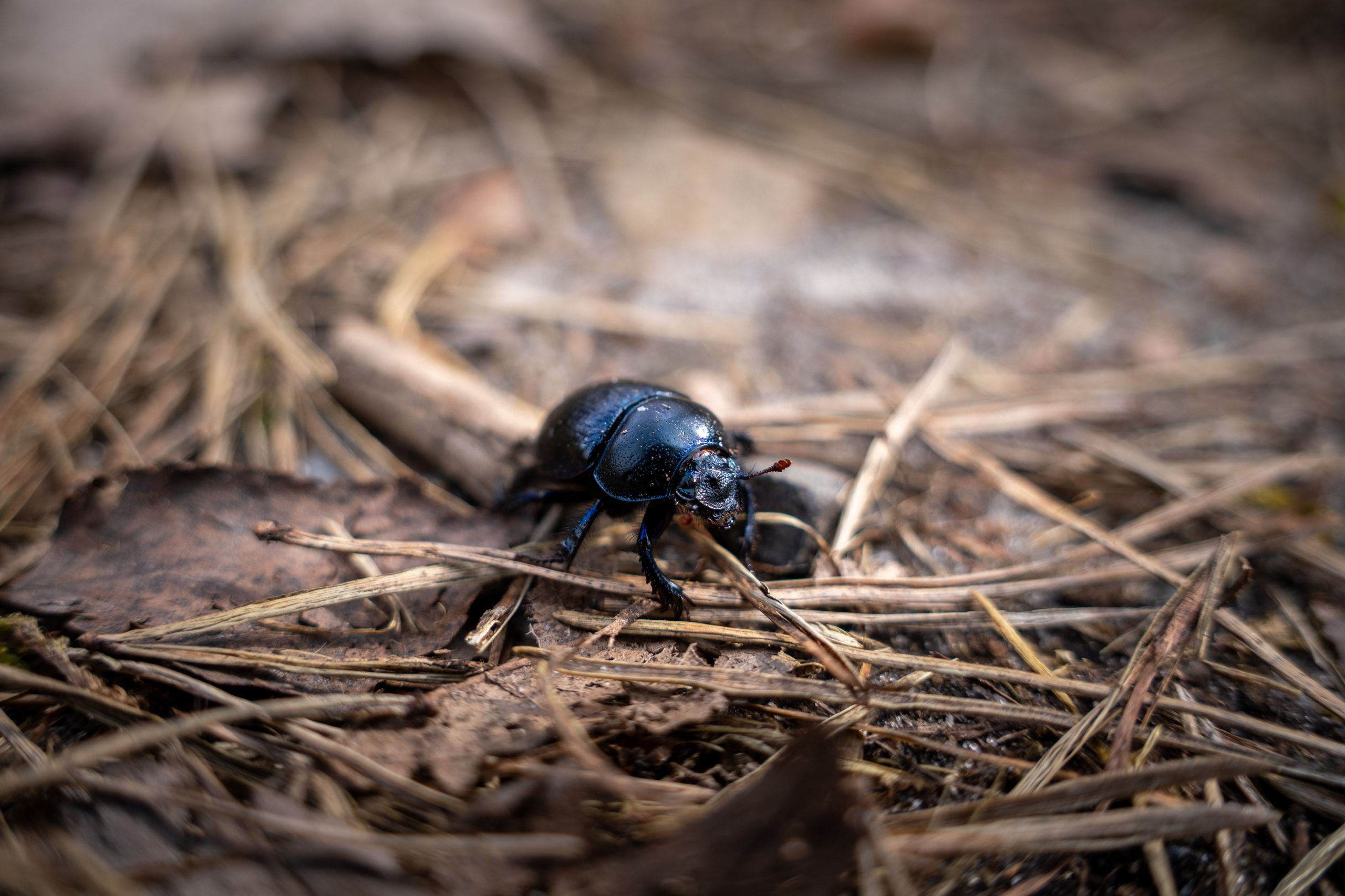 Crawler attachment — ground-level insect movement for precision pouncing