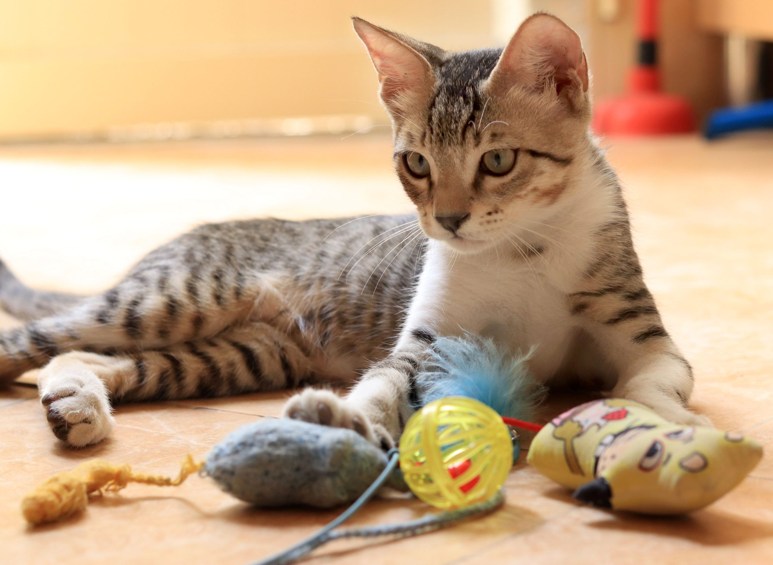 Cat focused and alert — natural hunting attention