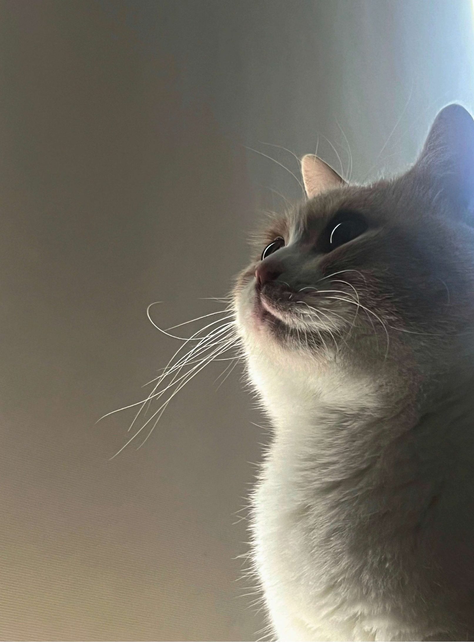 Dundun — the cat who started it all