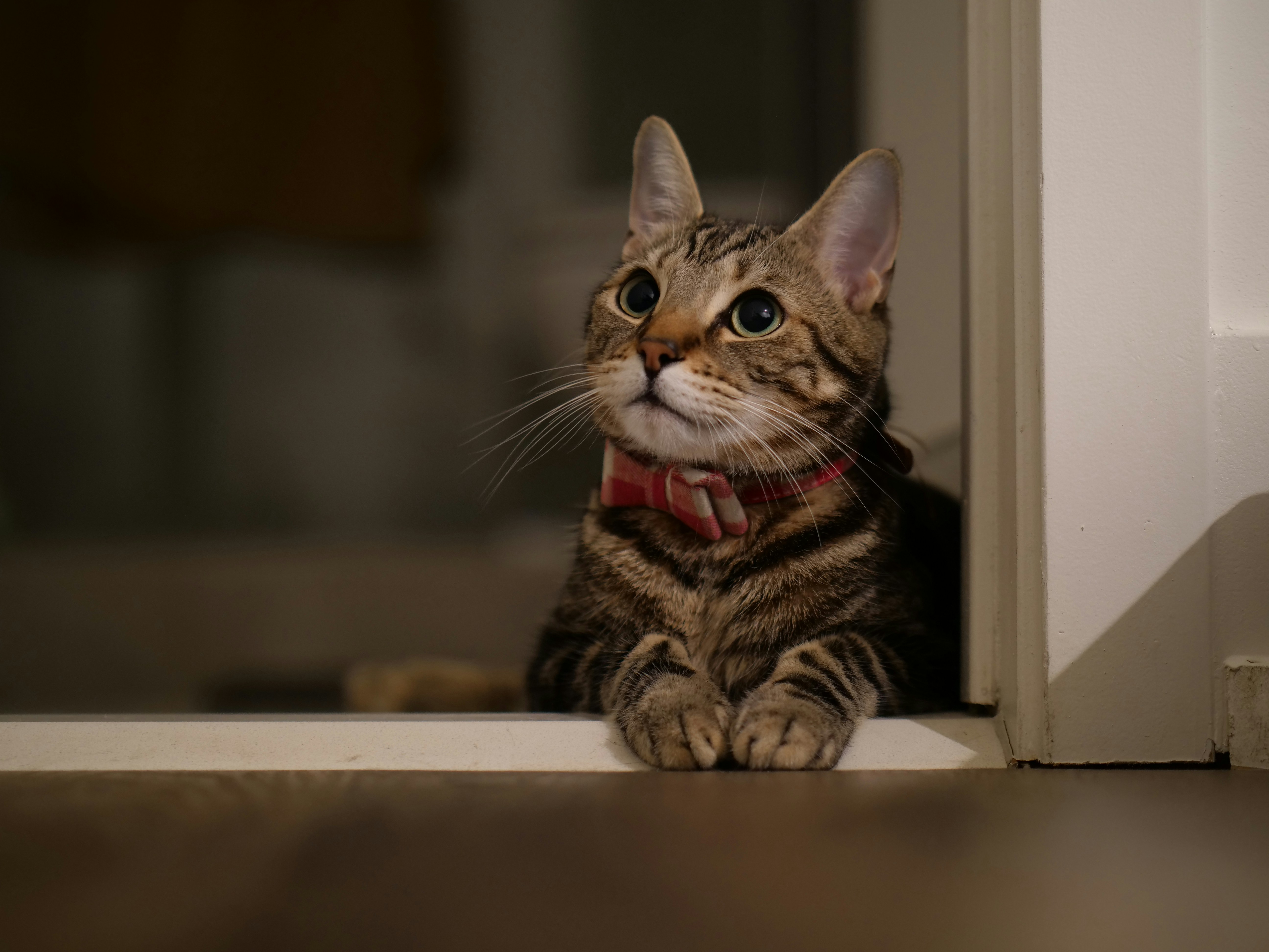 Tabby kitten crouching low in green grass — natural hunting instinct