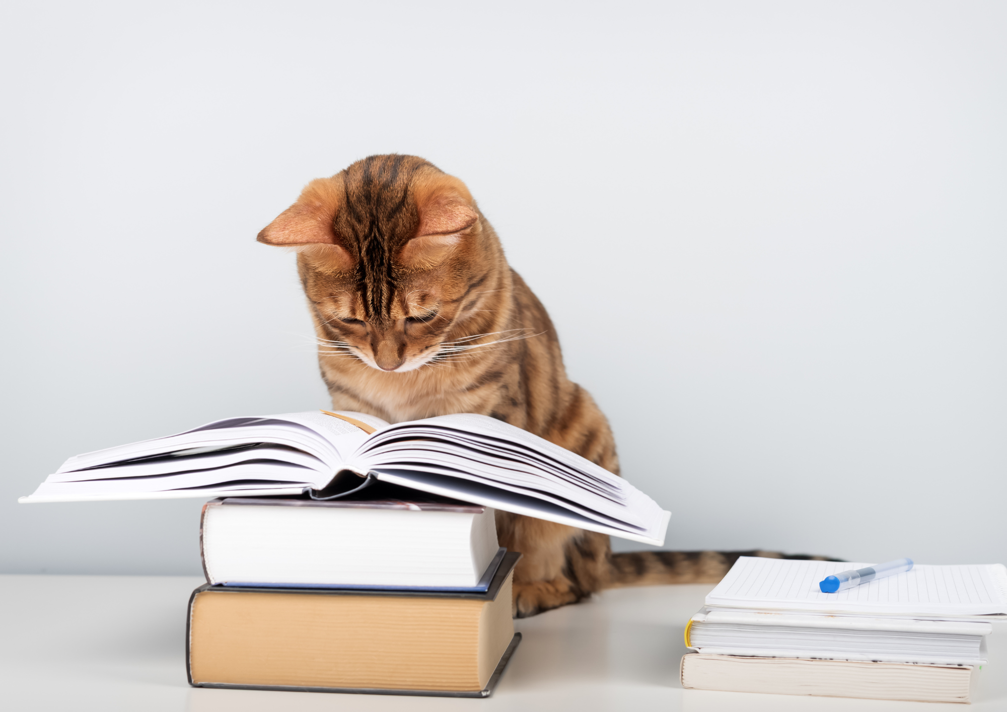 Cat mid-pounce — the hunting instinct in action